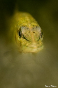 Tiny pike (5cm) by Raoul Caprez 